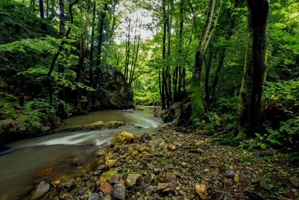 Yalova Kent Ormanı